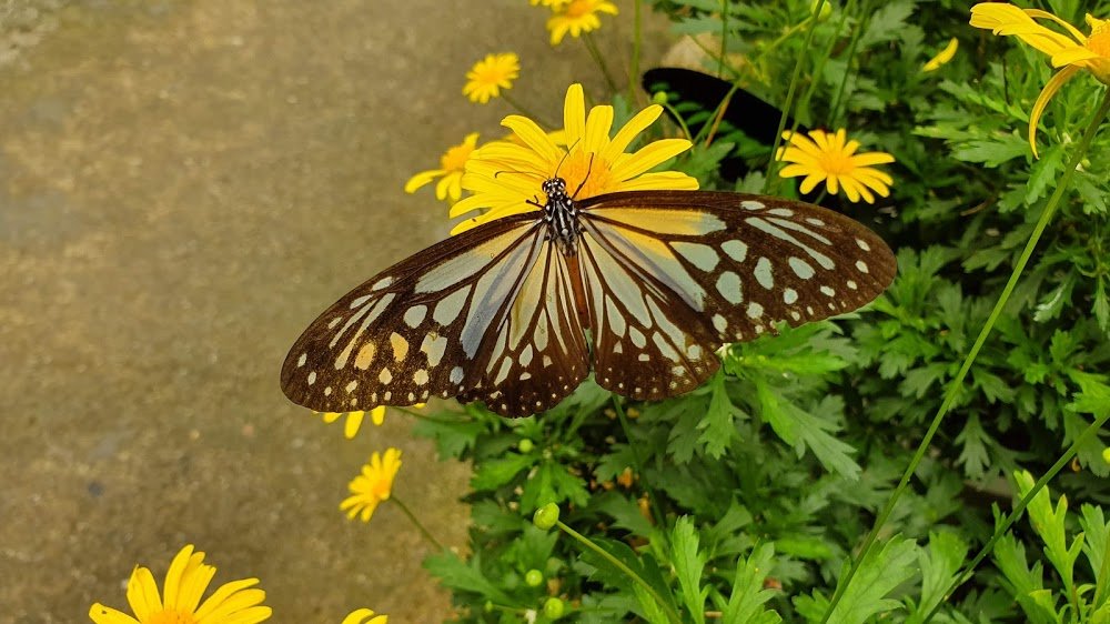 BUTTERFLY GARDEN