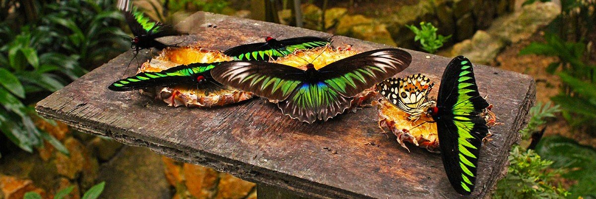 Butterfly Garden Cameron Highlands