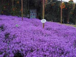 LAVENDER GARDEN