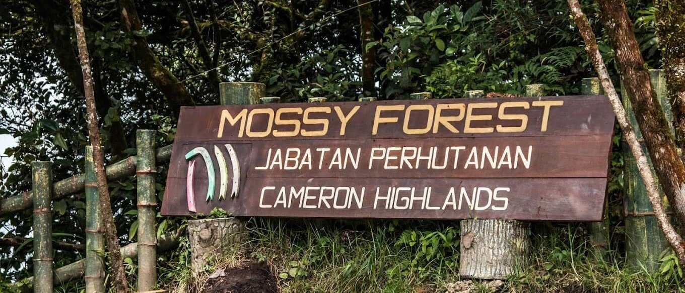 Mossy Forest