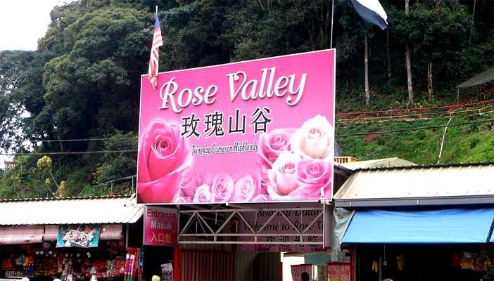 ROSE VALLEY