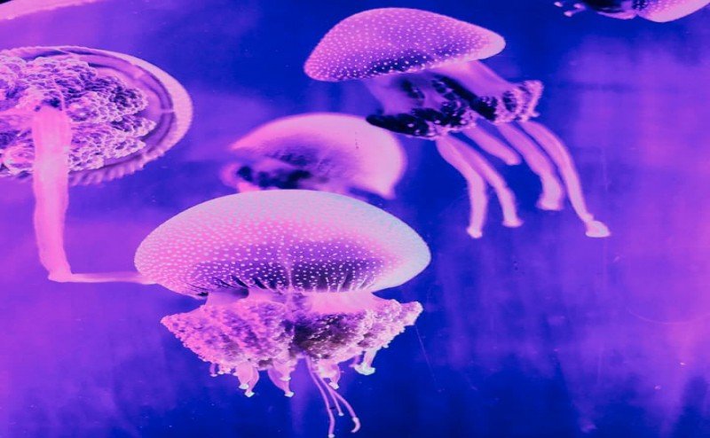 UNDERWATER WORLD