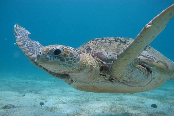 SEA TURTLE WATCHING