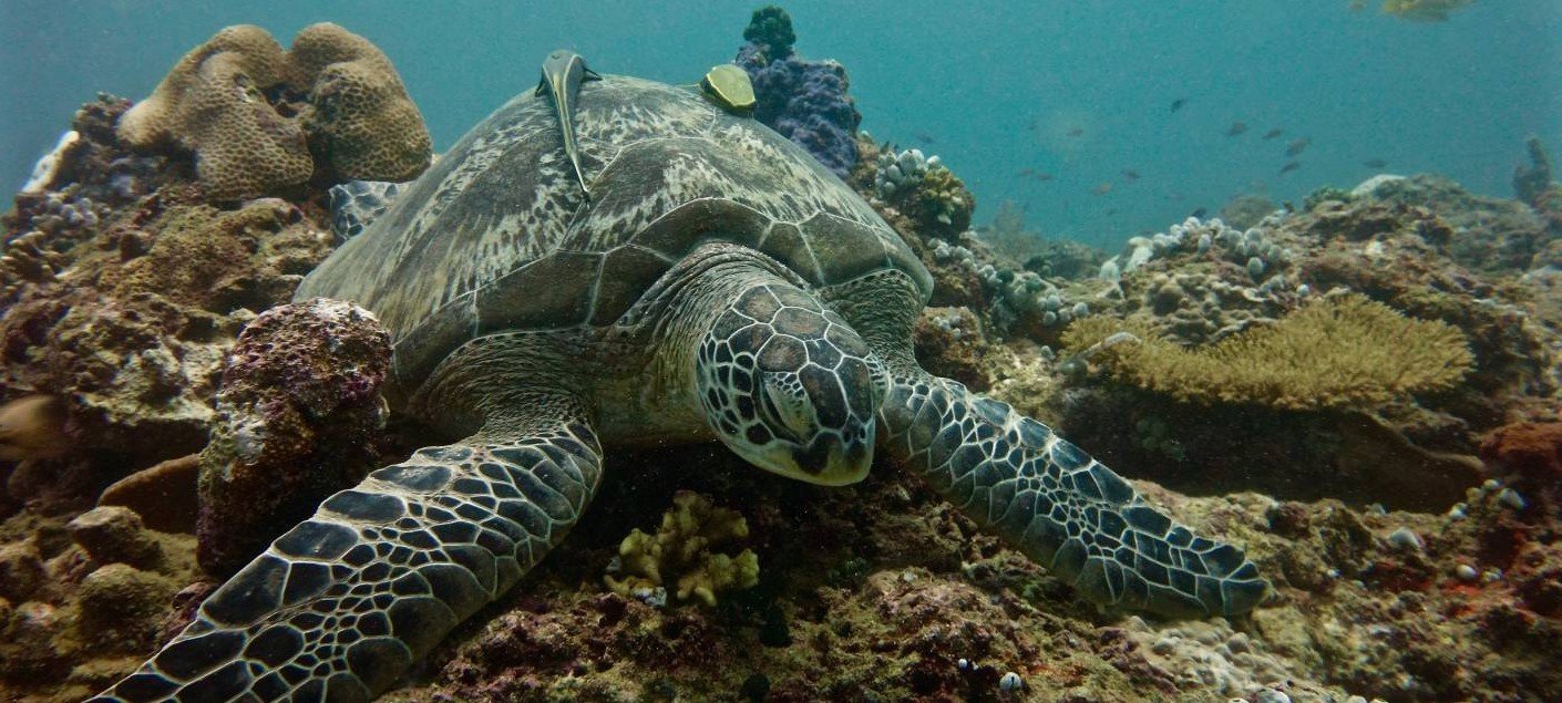 Sea Turtle Watching Perhentian Island