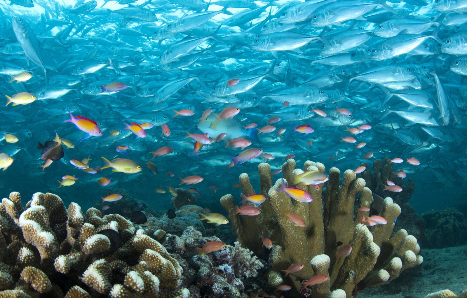 Snorkeling Adventures Perhentian Island