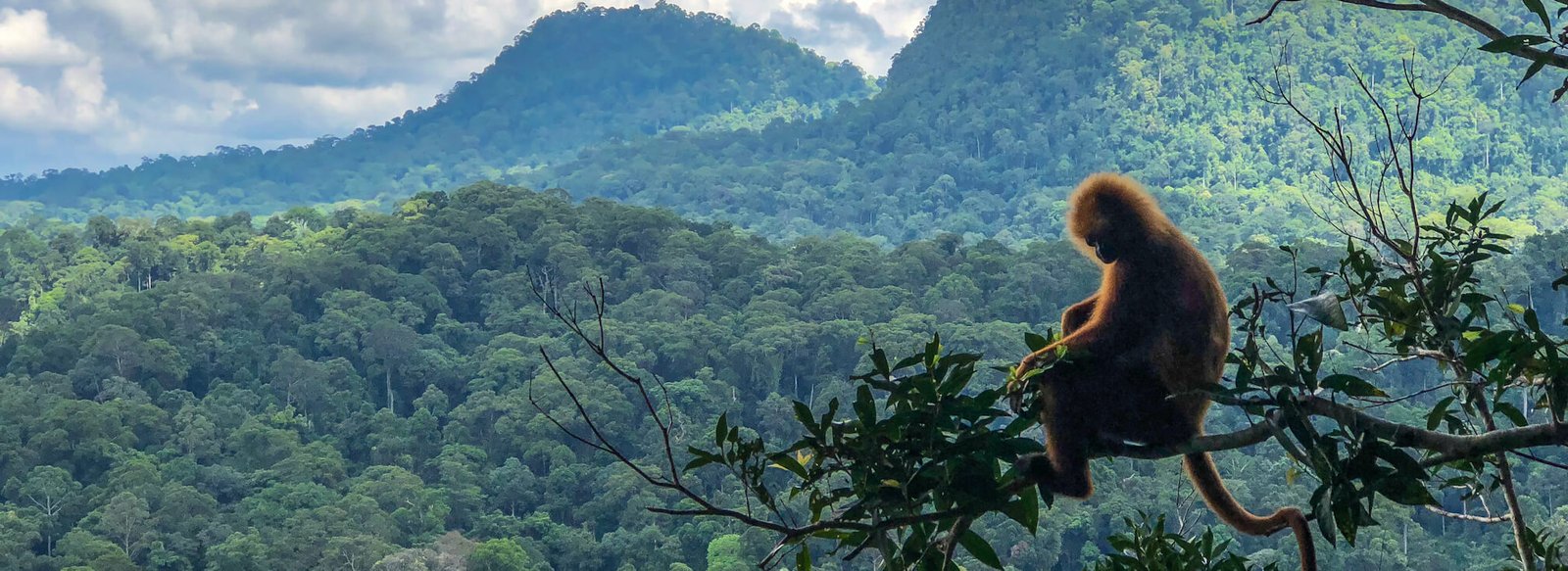 Danum Valley Conservation Area
