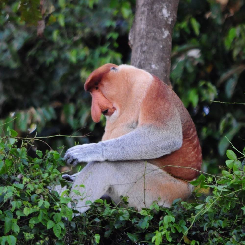 KINABATANGAN <br> RIVER SAFARI