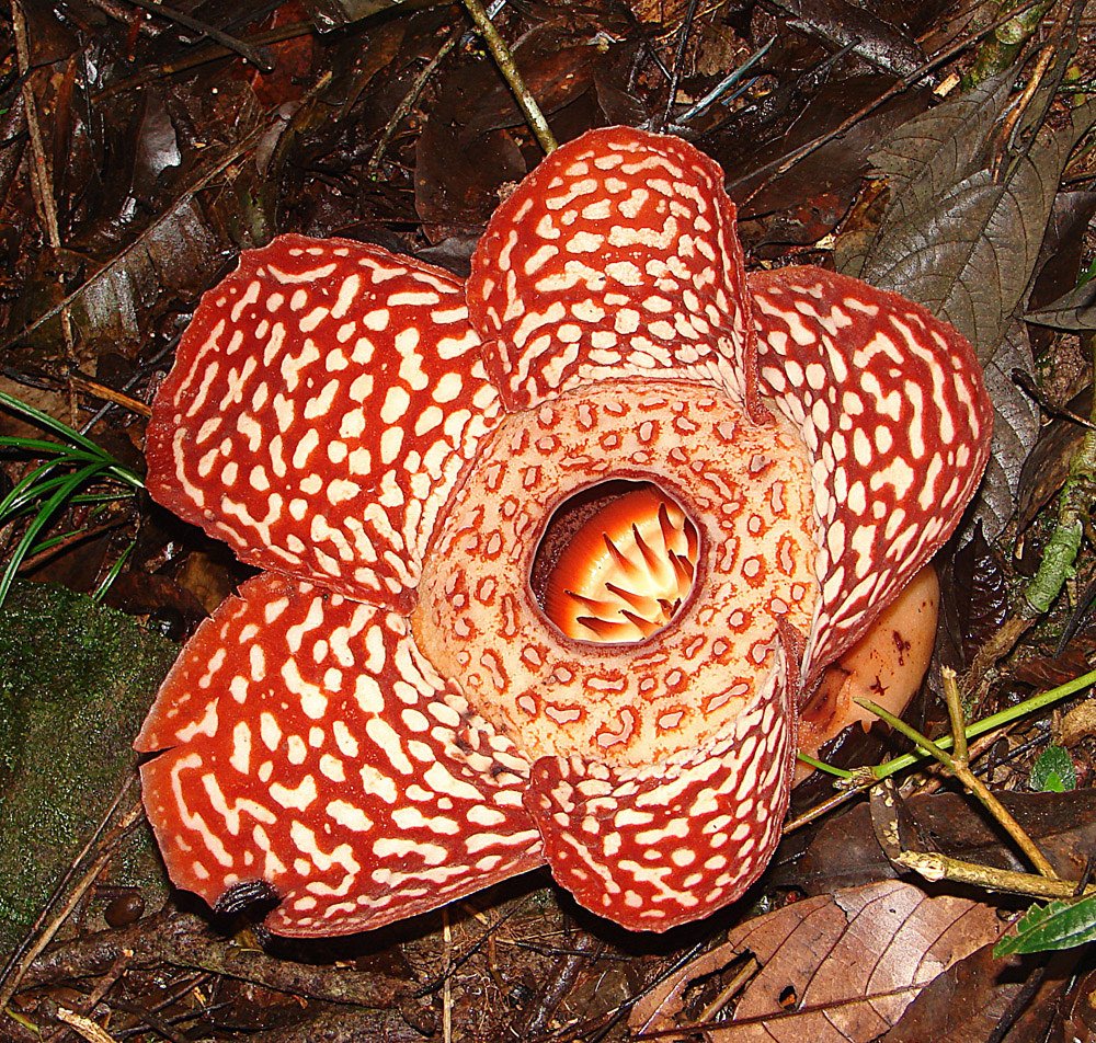 RAFFLESIA VIEWING