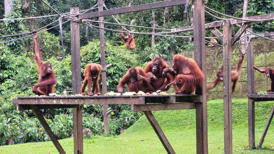 SEPILOK  ORANGUTAN <br> CENTRE