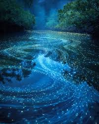 FIREFLY WATCHING
