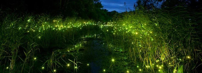 Firefly Watching Taman Negara