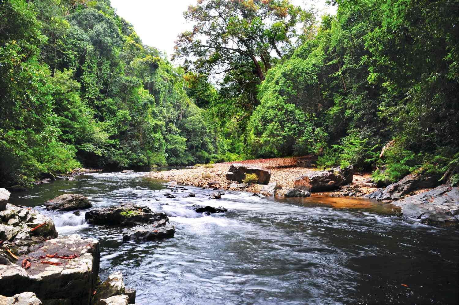JUNGLE TREKKING