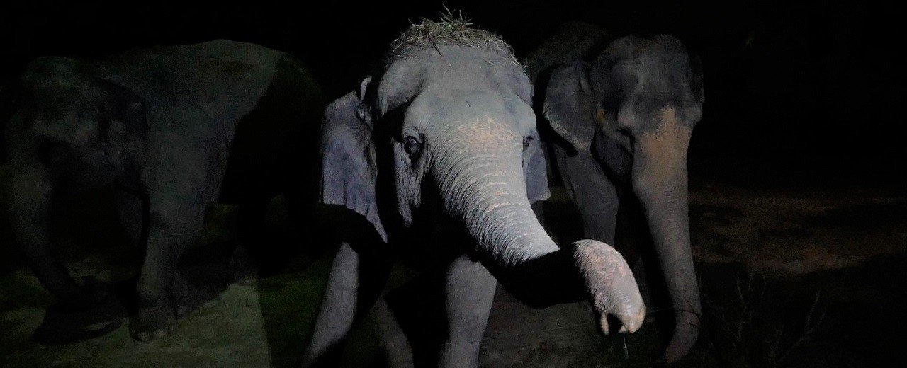 Night Safari Taman Negara