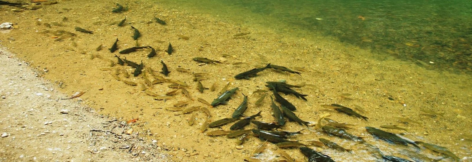 River Fishing Taman Negara