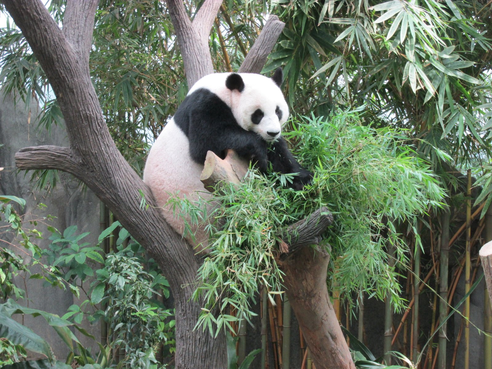 SINGAPORE ZOO